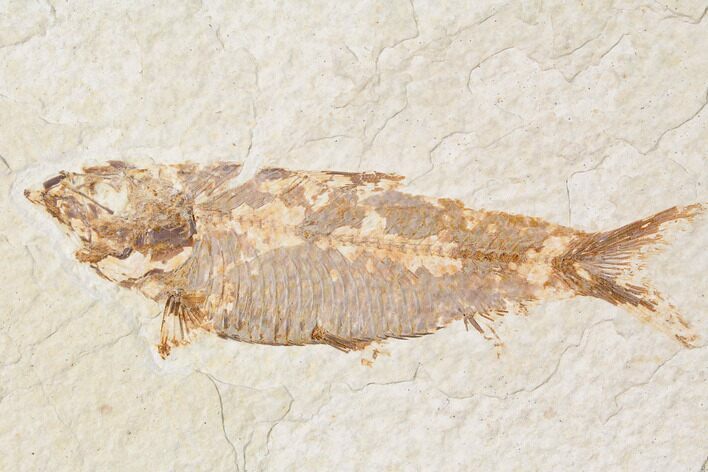Bargain, Fossil Fish (Knightia) - Wyoming #89141
